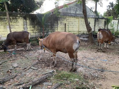 Kurban Bayramı 'nda hayvan pazarındaki sığır veya inekler kurban edilecek. Şohibul qurban ve ailesi için qurbani etinin üçte biri bağışlanırken,.
