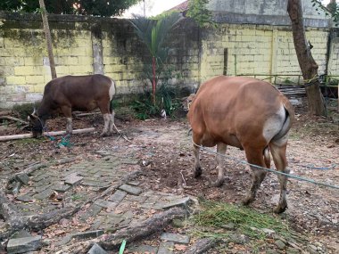 Kurban Bayramı 'nda hayvan pazarındaki sığır veya inekler kurban edilecek. Şohibul qurban ve ailesi için qurbani etinin üçte biri bağışlanırken,.