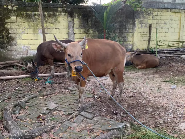 Kurban Bayramı 'nda hayvan pazarındaki sığır veya inekler kurban edilecek. Şohibul qurban ve ailesi için qurbani etinin üçte biri bağışlanırken,.