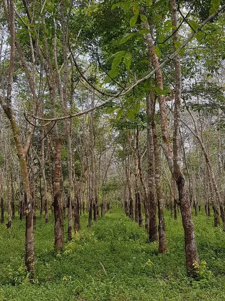 Bahçedeki kauçuk ağaçlar. Kauçuk ağaçları, güneşli bir yaz gününde. Güzel bir yaz ormanı. Güzel manzara. odunsu bitkiler doğa arka planı.