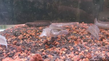 Bir chana balığı hala yılan başlı balıkla akrabadır tatlı su yırtıcı balıklarından biridir, ancak bu yırtıcı balık güzel renginden dolayı sık sık akvaryumlarda tutulur..