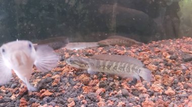 Bir chana balığı hala yılan başlı balıkla akrabadır tatlı su yırtıcı balıklarından biridir, ancak bu yırtıcı balık güzel renginden dolayı sık sık akvaryumlarda tutulur..