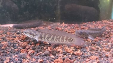 Bir chana balığı hala yılan başlı balıkla akrabadır tatlı su yırtıcı balıklarından biridir, ancak bu yırtıcı balık güzel renginden dolayı sık sık akvaryumlarda tutulur..