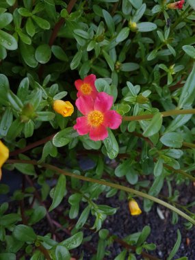 Kırmızı çiçeğin, arka plan olarak doğal bitki örtüsü, ekoloji kapak sayfası kavramını kullanarak yeşil arkaplan ve fotokopi alanı ile yakın plan görüntüsü.