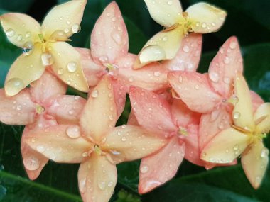 Pembe çiçeğin, arka plan olarak doğal bitki örtüsü, ekoloji kapak sayfası kavramını kullanarak, arka plan fotokopi alanı ile bulanık yeşil arka planda yakın plan.