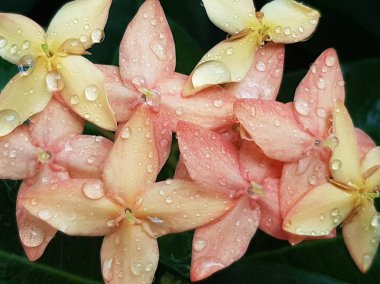 Pembe çiçeğin, arka plan olarak doğal bitki örtüsü, ekoloji kapak sayfası kavramını kullanarak, arka plan fotokopi alanı ile bulanık yeşil arka planda yakın plan.