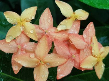 Pembe çiçeğin, arka plan olarak doğal bitki örtüsü, ekoloji kapak sayfası kavramını kullanarak, arka plan fotokopi alanı ile bulanık yeşil arka planda yakın plan.