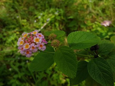Pembe çiçeğin, arka plan olarak doğal bitki örtüsü, ekoloji kapak sayfası kavramını kullanarak, arka plan fotokopi alanı ile bulanık yeşil arka planda yakın plan.