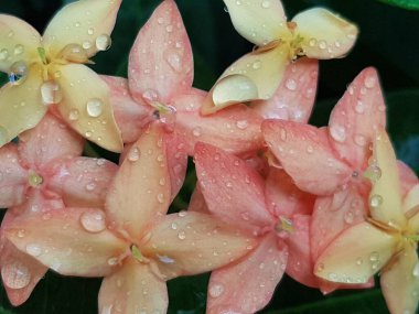 Pembe çiçeğin, arka plan olarak doğal bitki örtüsü, ekoloji kapak sayfası kavramını kullanarak, arka plan fotokopi alanı ile bulanık yeşil arka planda yakın plan.