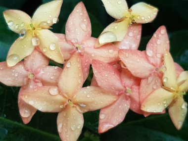 Pembe çiçeğin, arka plan olarak doğal bitki örtüsü, ekoloji kapak sayfası kavramını kullanarak, arka plan fotokopi alanı ile bulanık yeşil arka planda yakın plan.