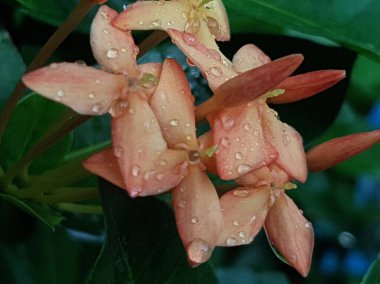 Pembe çiçeğin, arka plan olarak doğal bitki örtüsü, ekoloji kapak sayfası kavramını kullanarak, arka plan fotokopi alanı ile bulanık yeşil arka planda yakın plan.