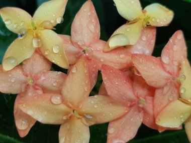 Pembe çiçeğin, arka plan olarak doğal bitki örtüsü, ekoloji kapak sayfası kavramını kullanarak, arka plan fotokopi alanı ile bulanık yeşil arka planda yakın plan.