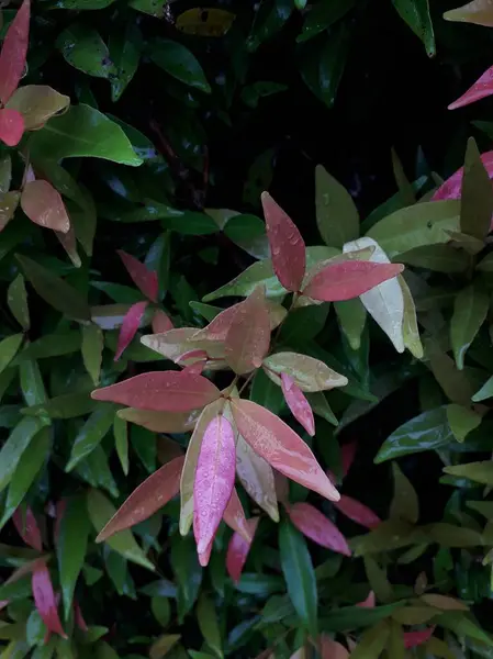 stock image Ti plant or Cordyline fruticosa leaves, Colorful foliage, Exotic tropical leaf with dew point, Red leaves of nature plants. Abstract autum background.