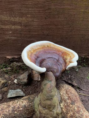 Ganoderma sesile, Ganodermataceae familyasından bir mantar türüdür. Ahşap mantarı Doğu Kuzey Amerika 'da yaygın olarak bulunur ve çürüyen ya da ölmekte olan ağaçlarla ilişkilendirilir.