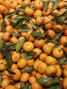 Bal hindistan cevizi portakalı ya da turunçgiller Çin 'de yeni yıl kutlamalarında sıklıkla tüketilen bir portakal türüdür..