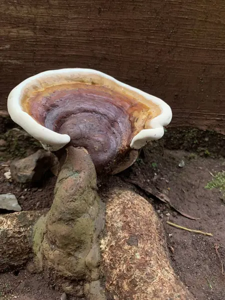Ganoderma sesile, Ganodermataceae familyasından bir mantar türüdür. Ahşap mantarı Doğu Kuzey Amerika 'da yaygın olarak bulunur ve çürüyen ya da ölmekte olan ağaçlarla ilişkilendirilir.
