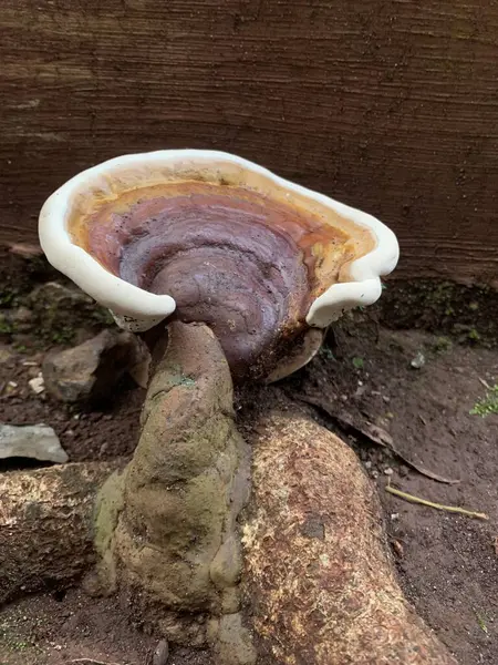 Ganoderma sesile, Ganodermataceae familyasından bir mantar türüdür. Ahşap mantarı Doğu Kuzey Amerika 'da yaygın olarak bulunur ve çürüyen ya da ölmekte olan ağaçlarla ilişkilendirilir.