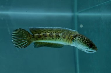 Channa Auranti yılan başlı balık. Çok güzel ve egzotik desenli yılan başlı yırtıcı bir balık 