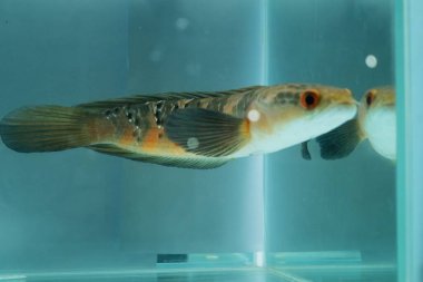 Channa Auranti snakehead fish. a predatory fish with a very beautiful and exotic patterned snake head 