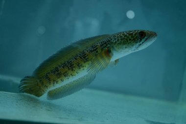 Channa Auranti yılan başlı balık. Çok güzel ve egzotik desenli yılan başlı yırtıcı bir balık 