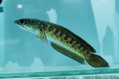 Channa Auranti yılan başlı balık. Çok güzel ve egzotik desenli yılan başlı yırtıcı bir balık 