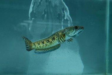 Channa Auranti yılan başlı balık. Çok güzel ve egzotik desenli yılan başlı yırtıcı bir balık 