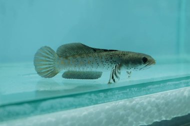 Channa Auranti snakehead fish. a predatory fish with a very beautiful and exotic patterned snake head 