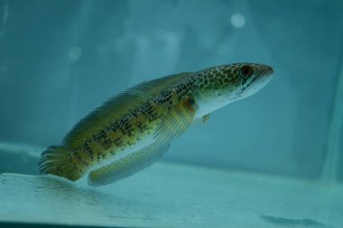 Channa Auranti yılan başlı balık. Çok güzel ve egzotik desenli yılan başlı yırtıcı bir balık 