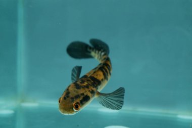 Channa Auranti snakehead fish. a predatory fish with a very beautiful and exotic patterned snake head 