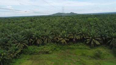 Tarım endüstrisinin geniş bir alanına bakın palmiye ağacı ekili havadan yüksek voltajlı elektrik hattı. Yeşil ve engin tropikal yağmur ormanları.