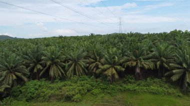 Tarım endüstrisinin geniş bir alanına bakın palmiye ağacı ekili havadan yüksek voltajlı elektrik hattı. Yeşil ve engin tropikal yağmur ormanları.