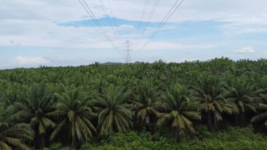 Tarım endüstrisinin geniş bir alanına bakın palmiye ağacı ekili havadan yüksek voltajlı elektrik hattı. Yeşil ve engin tropikal yağmur ormanları.