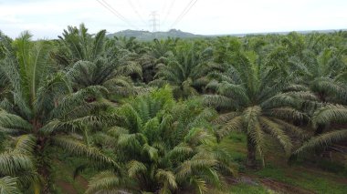 Tarım endüstrisinin geniş bir alanına bakın palmiye ağacı ekili havadan yüksek voltajlı elektrik hattı. Yeşil ve engin tropikal yağmur ormanları.