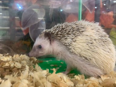 Şirin Bebek Kirpi hayvan kafesinde yer, evcil hayvan konsepti, Seçici Odaklanma.