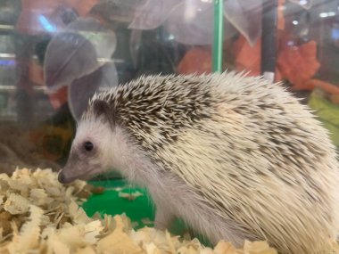 Şirin Bebek Kirpi hayvan kafesinde yer, evcil hayvan konsepti, Seçici Odaklanma.