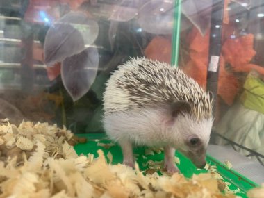 Şirin Bebek Kirpi hayvan kafesinde yer, evcil hayvan konsepti, Seçici Odaklanma.