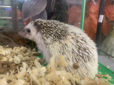 Şirin Bebek Kirpi hayvan kafesinde yer, evcil hayvan konsepti, Seçici Odaklanma.