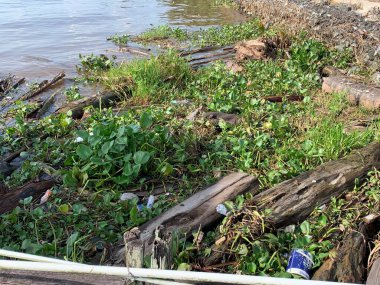 Su sümbülleri, su bitkileri ve çöpler nehirde yüzen organik ve inorganik atık yığınları. Su kirliliği çevre kavramı.