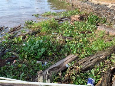 Su sümbülleri, su bitkileri ve çöpler nehirde yüzen organik ve inorganik atık yığınları. Su kirliliği çevre kavramı.