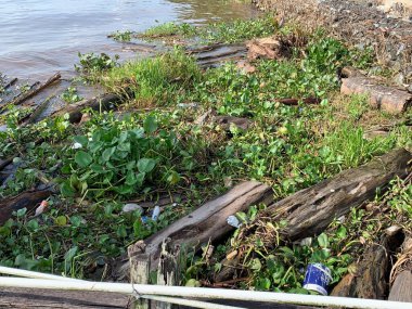 Su sümbülleri, su bitkileri ve çöpler nehirde yüzen organik ve inorganik atık yığınları. Su kirliliği çevre kavramı.