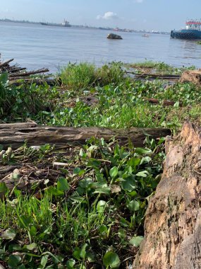 Su sümbülleri, su bitkileri ve çöpler nehirde yüzen organik ve inorganik atık yığınları. Su kirliliği çevre kavramı.