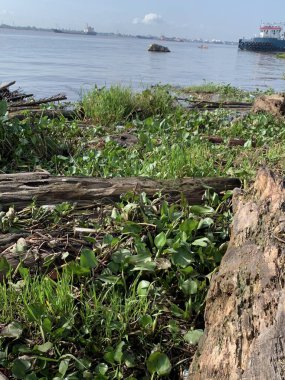 Su sümbülleri, su bitkileri ve çöpler nehirde yüzen organik ve inorganik atık yığınları. Su kirliliği çevre kavramı.