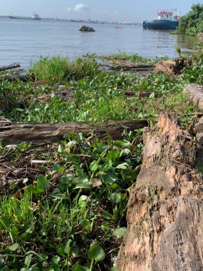 Su sümbülleri, su bitkileri ve çöpler nehirde yüzen organik ve inorganik atık yığınları. Su kirliliği çevre kavramı.
