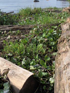 Su sümbülleri, su bitkileri ve çöpler nehirde yüzen organik ve inorganik atık yığınları. Su kirliliği çevre kavramı.