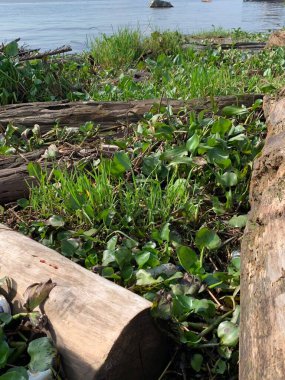 Su sümbülleri, su bitkileri ve çöpler nehirde yüzen organik ve inorganik atık yığınları. Su kirliliği çevre kavramı.