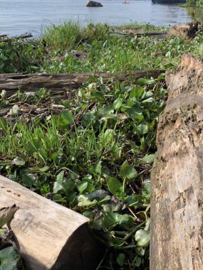 Su sümbülleri, su bitkileri ve çöpler nehirde yüzen organik ve inorganik atık yığınları. Su kirliliği çevre kavramı.