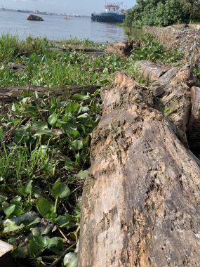Su sümbülleri, su bitkileri ve çöpler nehirde yüzen organik ve inorganik atık yığınları. Su kirliliği çevre kavramı.