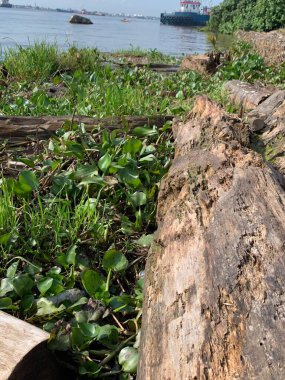 Su sümbülleri, su bitkileri ve çöpler nehirde yüzen organik ve inorganik atık yığınları. Su kirliliği çevre kavramı.