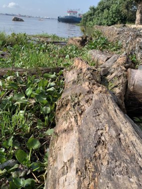 Su sümbülleri, su bitkileri ve çöpler nehirde yüzen organik ve inorganik atık yığınları. Su kirliliği çevre kavramı.