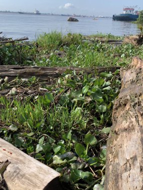 Su sümbülleri, su bitkileri ve çöpler nehirde yüzen organik ve inorganik atık yığınları. Su kirliliği çevre kavramı.